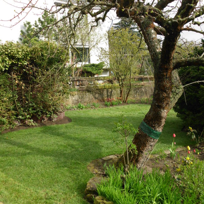 kleine, kurvig umrandete Rasenanlage mit zentral gepflanztem Baum