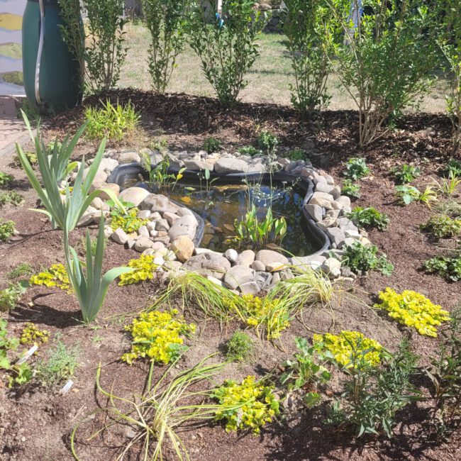 kleiner Teich umgeben von einem Beet mit Tuplen