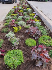 Großes Beet mit einer Vielfalt an Bunten kleinen Pflanzen