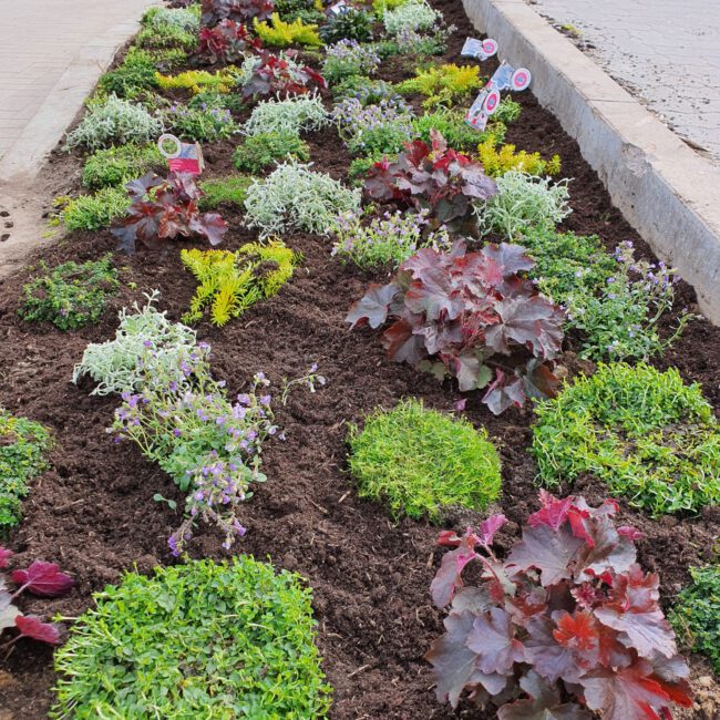Großes Beet mit einer Vielfalt an Bunten kleinen Pflanzen
