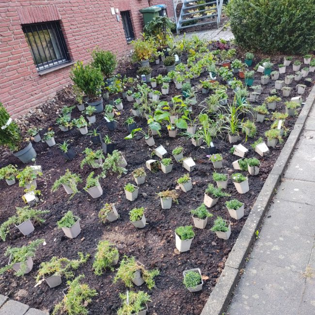 Großes Beet mit sehr vielen kleinen Pflanzen