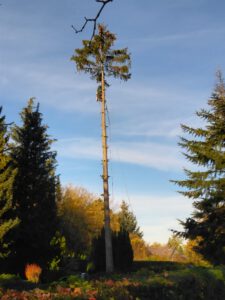 Mann an Spitze eines sehr hohen Baums angeseilt. Betreibt komplexen Baumschnitt