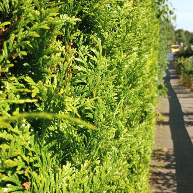 Große Lebensbaum-Hecke eingesetzt als Sichtschutz