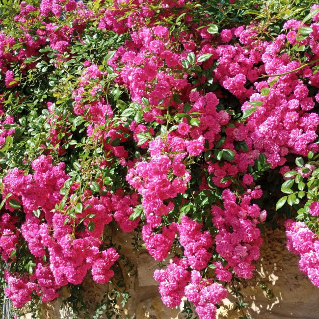 Mauer überwachsen mit Rosenbusch