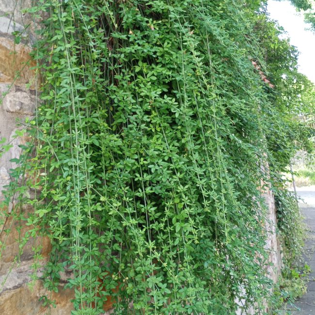 Mauer überwachsen mit wuchernder Hecke