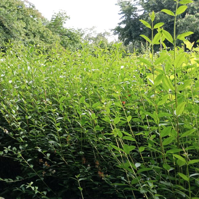 Wuchernde Hecke aus Sträuchern als Sichtschutz
