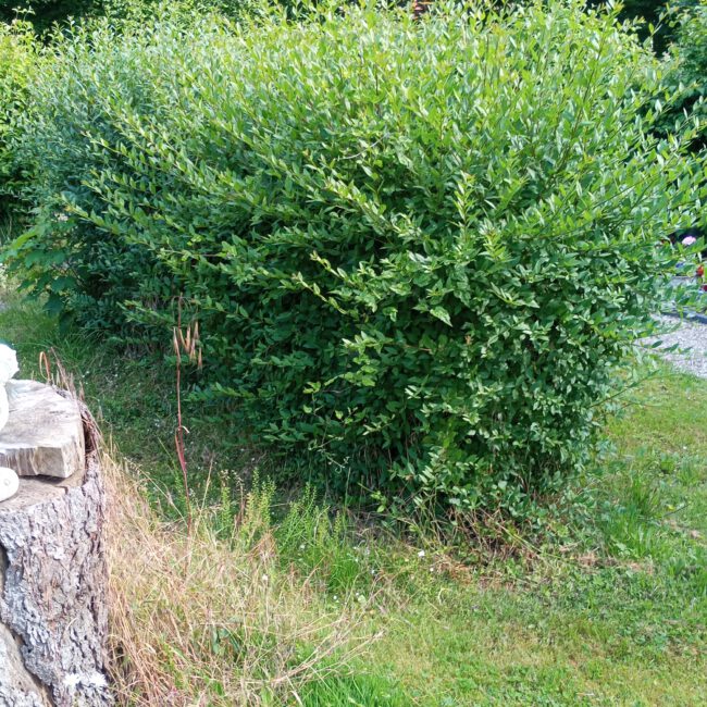 Wuchernde Hecke aus Büschen als Sichtschutz