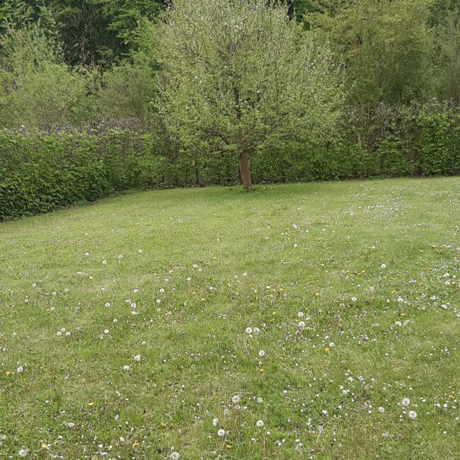 Große leere Rasenfläche mit wild wachsenden Gänseblümchen umgeben von einer Hecke