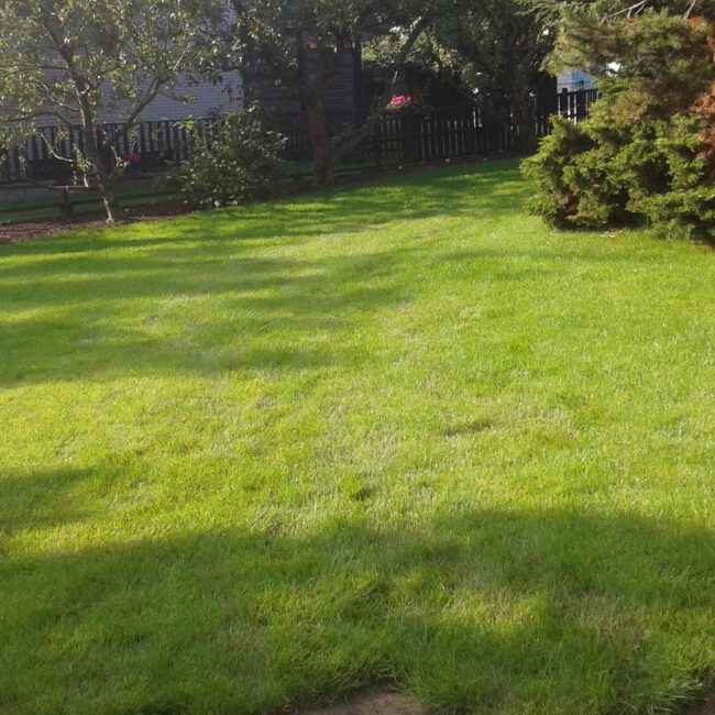 Große leere Rasenfläche umgeben von Bäumen und Hecken