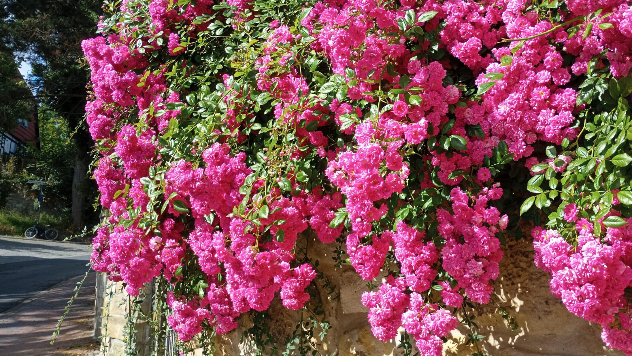 IMG_20240618_092813_999